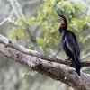 Anhinga australska - Anhinga novaehollandiae - Australasian Darter o7872